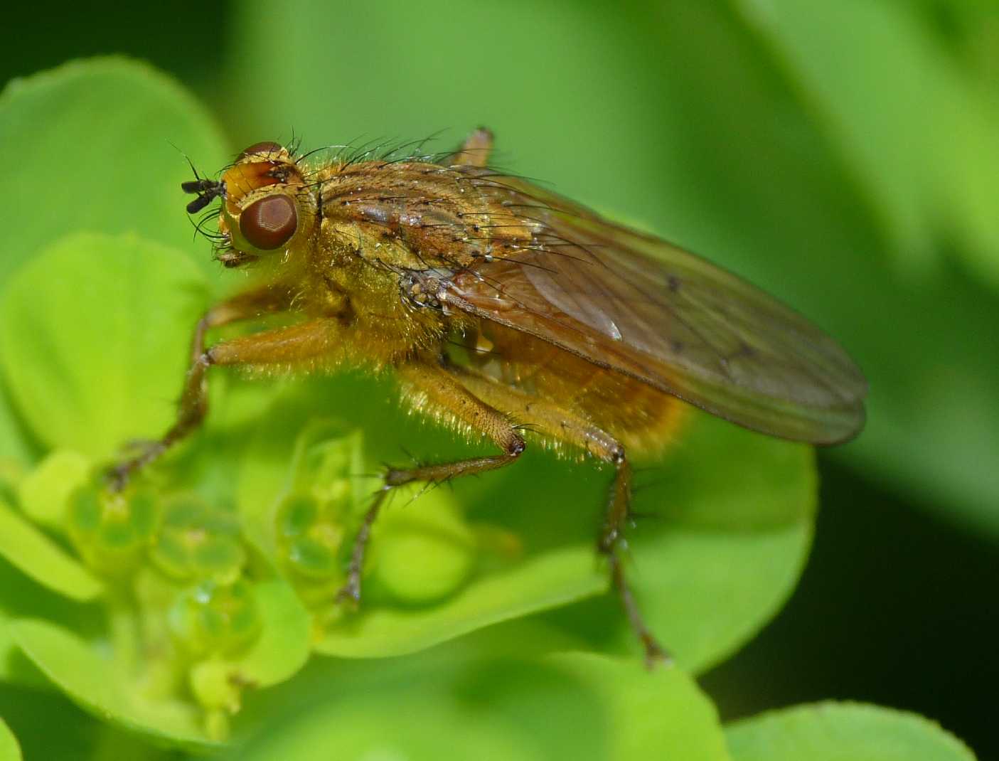 Scathophaga stercoraria  (Scathophagidae)